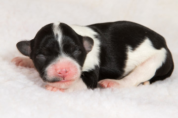 young newborn havanese dog puppy