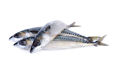fresh pacific mackerel fish on white background