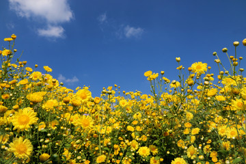 Chrysanthemum blossoms are beautiful sky backgrounds.