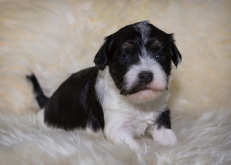 young newborn havanese dog puppy