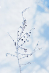 Winter background. Branches in frost and snow