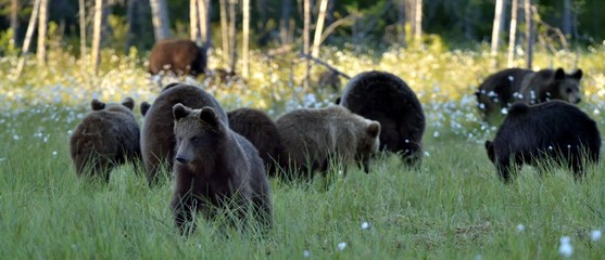 She-bear and bear-cubs. Adult female of Brown Bear (Ursus arctos) with cubs on the swamp in summer forest. © Uryadnikov Sergey