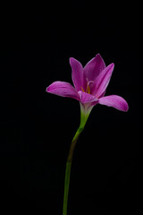 Fototapeta na wymiar flowers zephyranthes Pink on black background A bright green sta