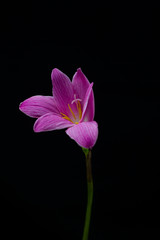 flowers zephyranthes Pink on black background A bright green sta