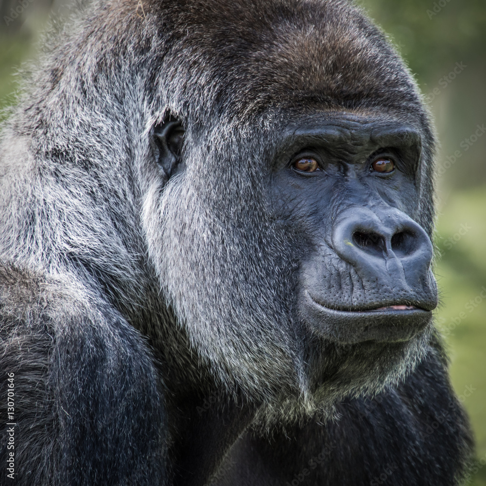 Poster a very close square format portrait of a stern inquisitive looking silverback gorilla looking direct