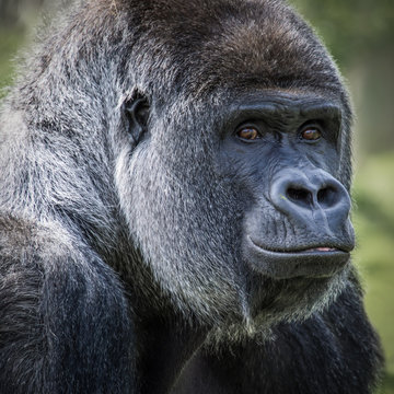 A very close square format portrait of a stern inquisitive looking silverback gorilla looking directly at the viewer