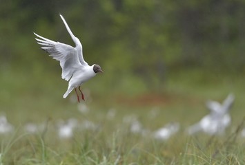 Flying Kelp gull (Larus dominicanus), also known as the Dominican gull and Black Backed Kelp Gull. False Bay, South Africa