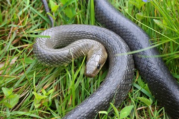Äskulapnatter (Zamenis longissimus) in Verteidigunsstellung im Gras