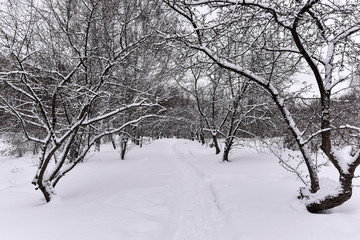 Covered with snow apple on a park alley