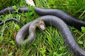Äskulapnatter (Zamenis longissimus) in Verteidigunsstellung im Gras