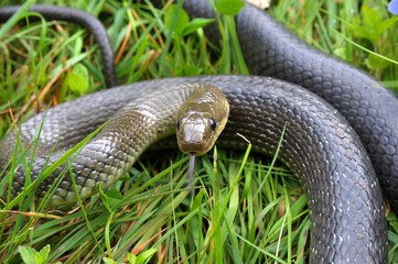 Äskulapnatter (Zamenis longissimus) in Verteidigunssstellung im Gras