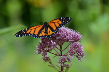 Native plants support butterflies