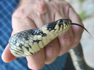 Große Ringelnatter (Natrix natrix) in der Hand