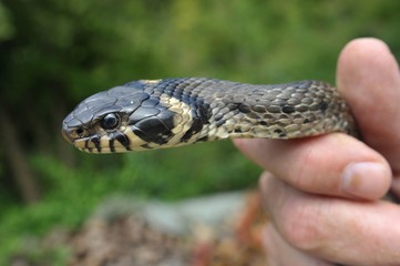 Fototapeta premium Große Ringelnatter (Natrix natrix) in der Hand