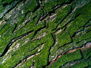 Green moss on tree bark