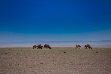 group of camels in wind dryness countryside of Mongolia with blue sky.