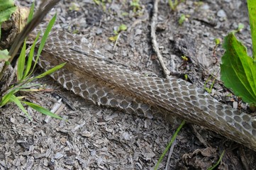 Abgestreifte Haut einer Äskulapnatter (Zamenis longissimus)