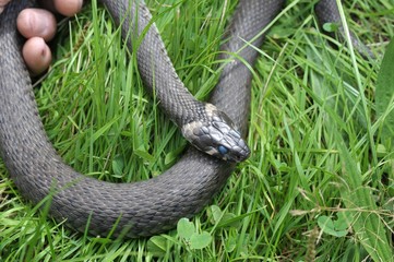 Große Ringelnatter (Natrix natrix) im Gras