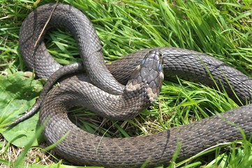 Große Ringelnatter (Natrix natrix) im Gras