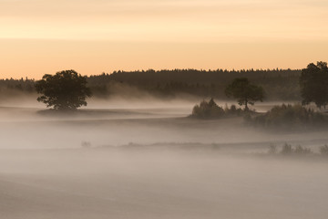 Misty Landscape Morning