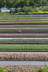 Birds Eye View of the vegetable Fields and Agricultural Parcel. Aerial Views..