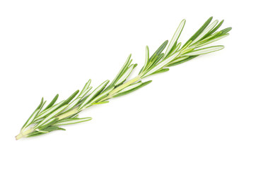 Fototapeta premium rosemary