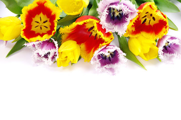  tulips