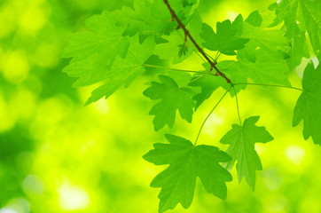 green leaves