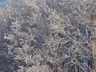 ветки деревьев покрытые снежными зимними одеждами 