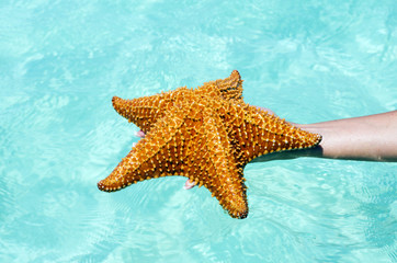 Starfish