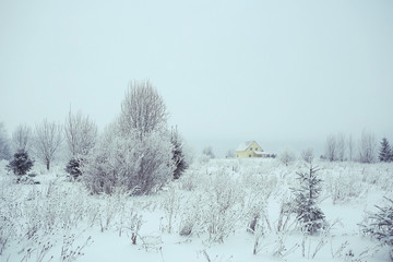 Christmas landscape with young fir trees and snow in a field