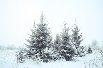 Christmas landscape with young fir trees and snow in a field