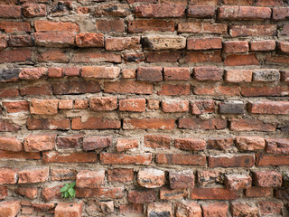 Little plant tree grow in old brick wall, Thailand