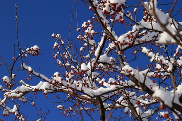 Red fruit tree covered with snow