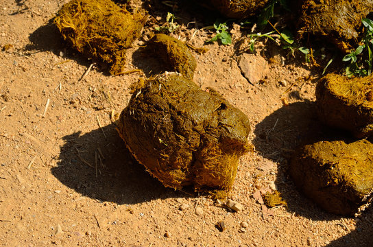 Fresh elephant dung excrement on ground