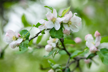 Весенние белые цветы на деревьях. Красивые, белые весенние цветки цветут на деревьях в лесу. Весеннее апрельское утро в красивом, цветущем лесу. © miroshnikserg