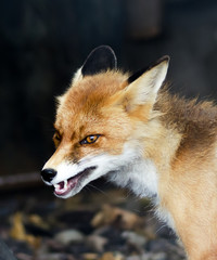 Obraz premium Хитрец 