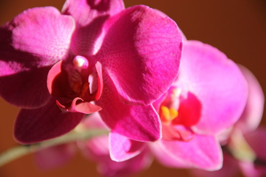 Бутон ярко розовой орхидеи на оранжевом фоне