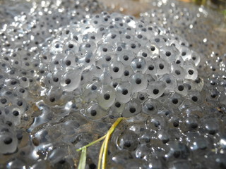 Laich vom Grasfrosch (Rana temporaria) in Flachwassertümpel