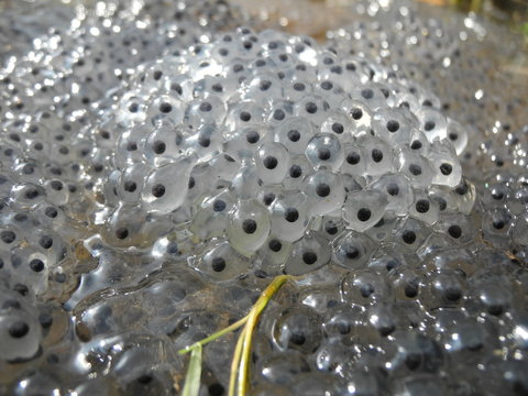 Laich vom Grasfrosch (Rana temporaria) in Flachwassert&uuml;mpel