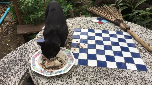 Black Cat eating food on the table
