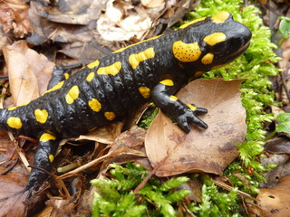 Feuersalamander (Salamandra salamandra) auf Moos im Buchenwald