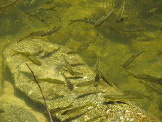 Small fishes in pond