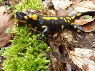 Feuersalamander (Salamandra salamandra) auf Moos im Buchenwald
