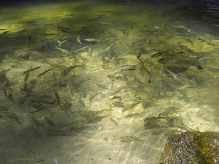 Small fishes in pond