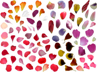 huge group of flower petals on white