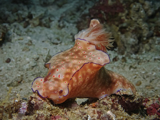 Tree-lobed T-bar Nudibranch (Ceratosoma trilobatum)