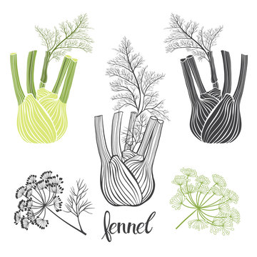 Fennel, isolated vector elements on a white background.