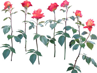 isolated seven rose flowers on long stems