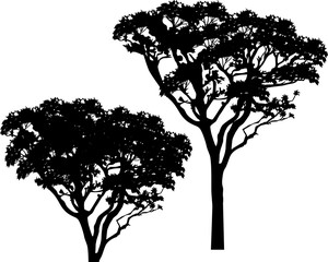 two black trees with long branches